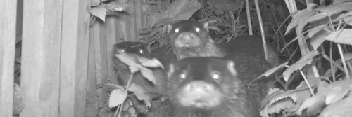 Otters stare at the camera after being caught on a camera trap