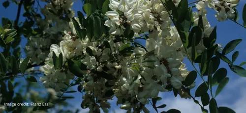 特写的黑槐树与白色的花