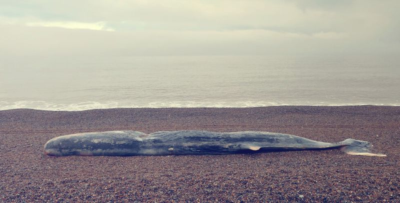 一条鲸鱼躺在一堆鹅卵石上