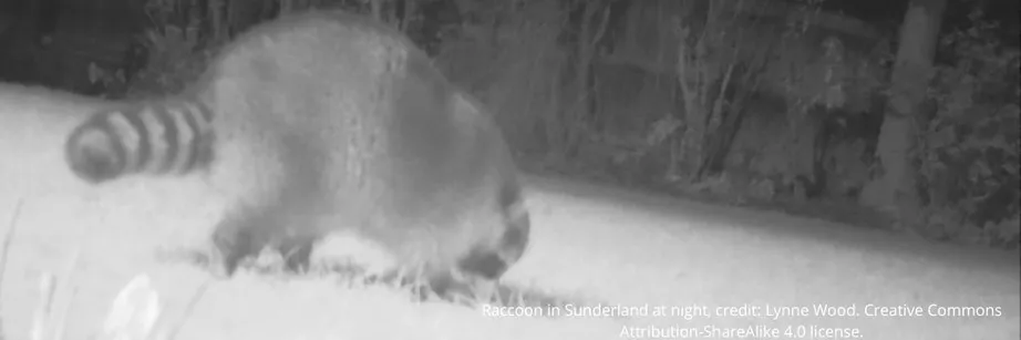在英格兰东北部的桑德兰，一只浣熊被摄像机捕捉到了.