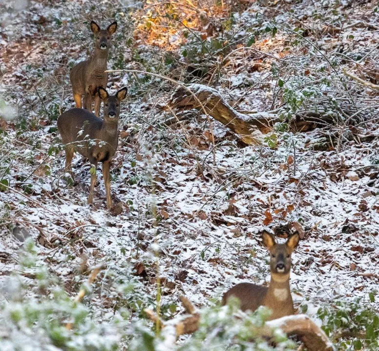 Roe deer in snow
