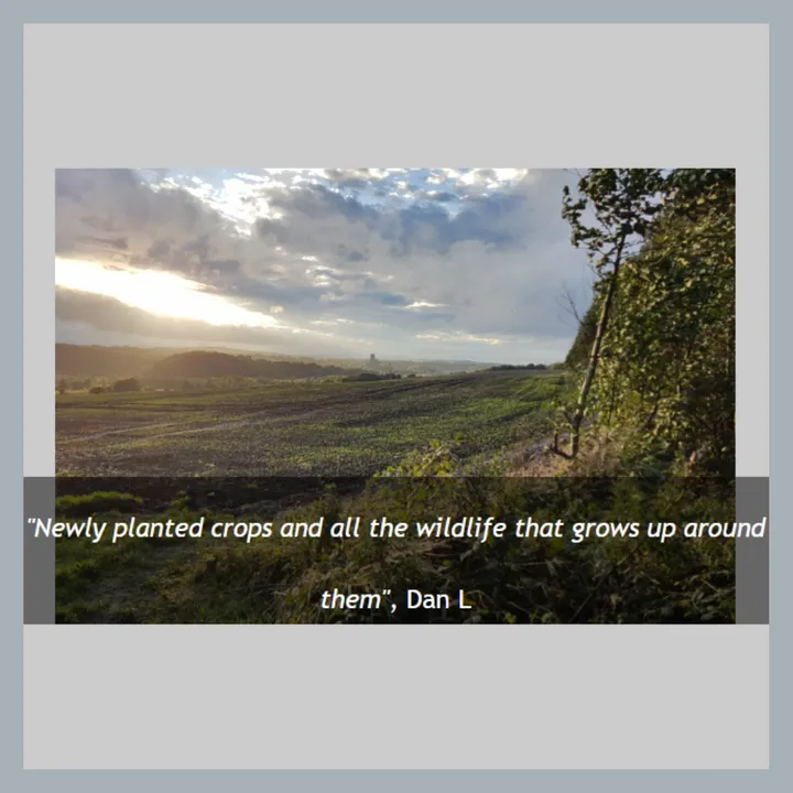 This is the image alt text