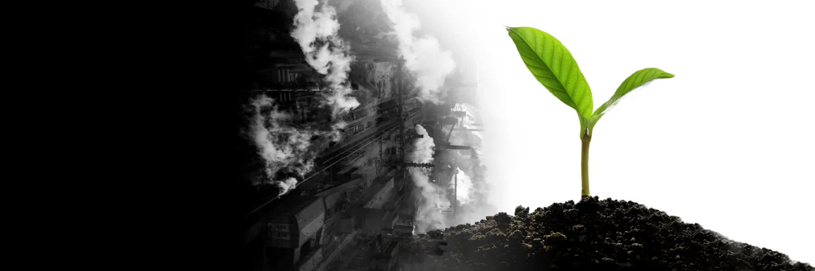 Flower growing amongst an industrial background