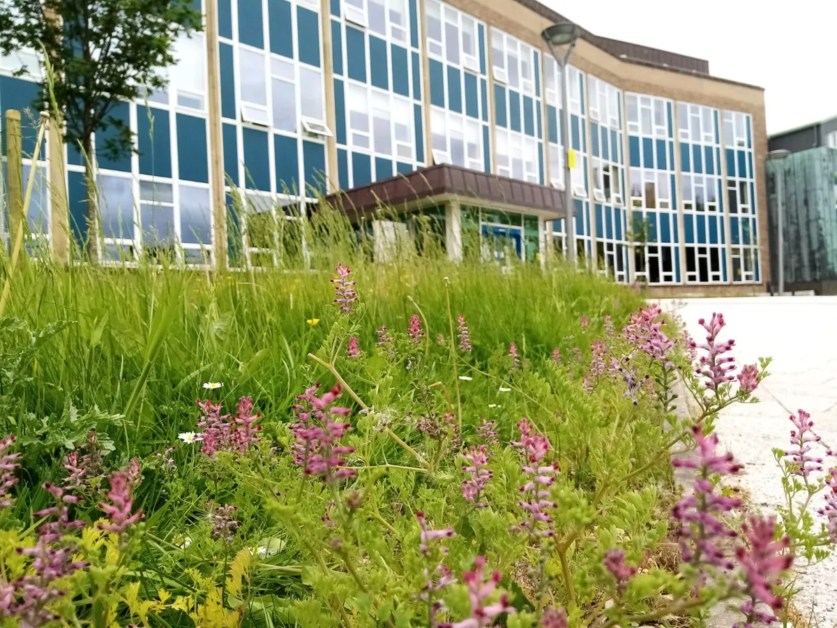 Rochester building with Wildflower meadow in front