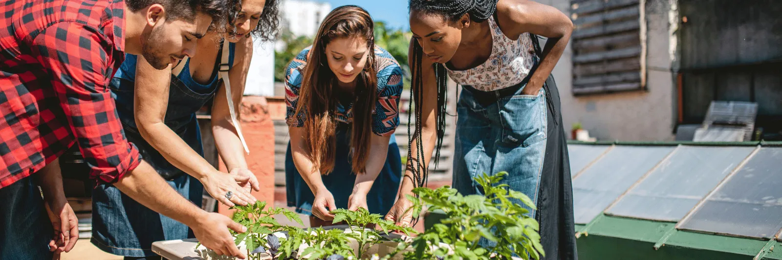 Adults tending to plants in a community garden