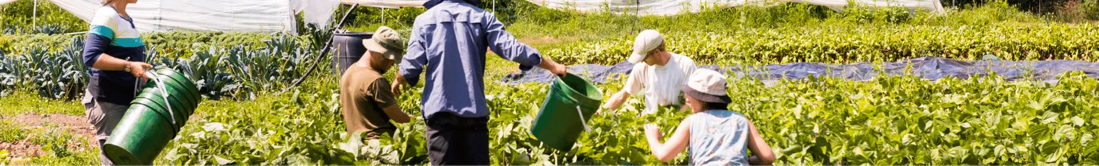 A group of people in a community garden
