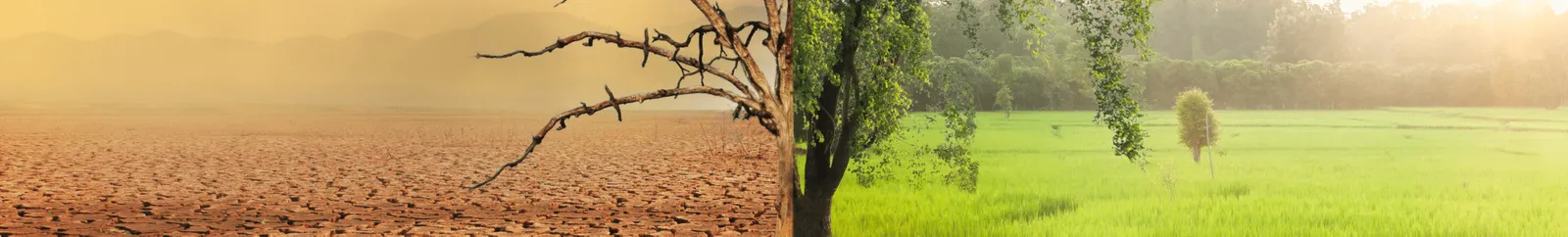 An illustration of climate change a tree half in drought half in green pasture