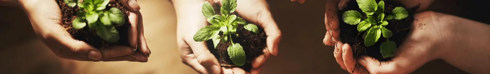 Hands holding plants in soil