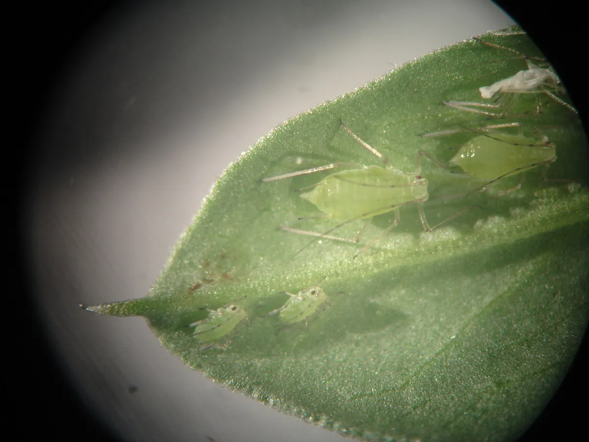 Leaf for biology experiment