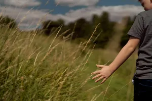 A child walking through some tall grass and running their hand through the long blades of grass.