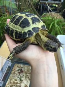 Tort-CC