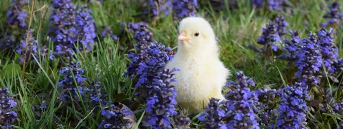 Chick in a field of lavender