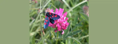 A butterfly sitting on a brightly-coloured flower.
