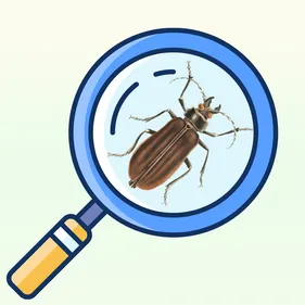 Cartoon illustration of a bug under a magnifiying glass