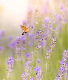 Image of a butterfly in flowering plants