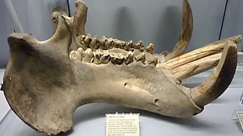 Hippo lower jaw bone on display in the Oriental Museum