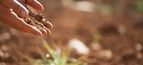 Image showing soil in cupped hands with a plant out of focus in background