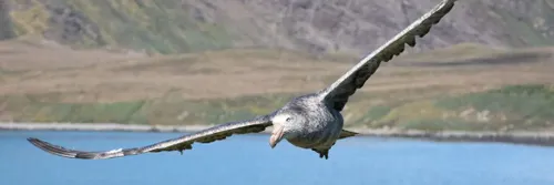 A northern giant petrel flying above water with a mountainous landscape in the background