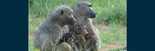 Two babooon mothers with their infants looking out at the surroundings