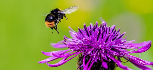 Bee landing on flower