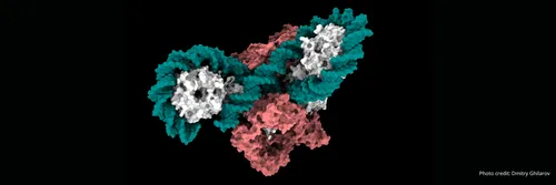 Graphic of DNA