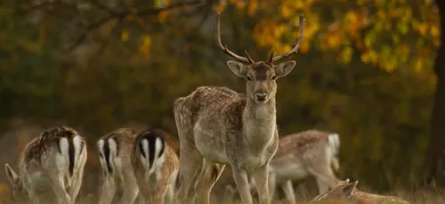 Fallow Deer looking directly at the camera with large antlers. Behind are other deer, grazing.