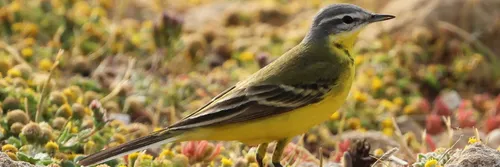 Image showing Yellow Wagtail