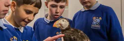 Schoolchildren look at a puffin