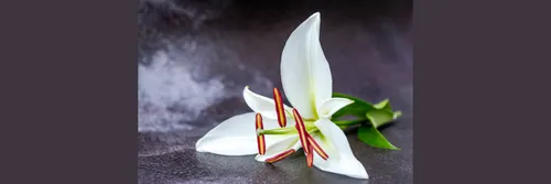 A lily to symbolise death