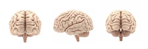 A model of a human brain from three different angles
