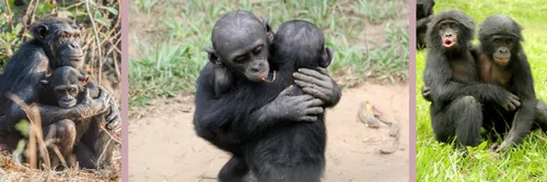 Apes embracing