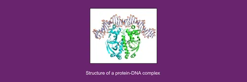 Structure of a protein-DNA complex