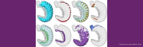 Individual organ systems of fossil 'Youti yuanshi'