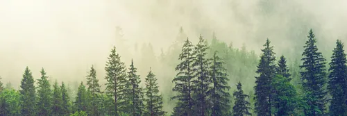 The tops of green trees with an ominous mist