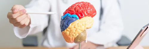 A scientist probing a plastic brain