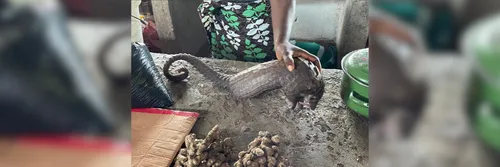 A bushmeat trader handles a pangolin in a market in Southern Province, Sierra Leone