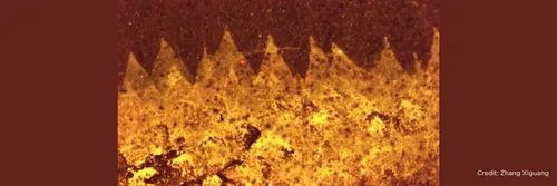 Shishania fossil