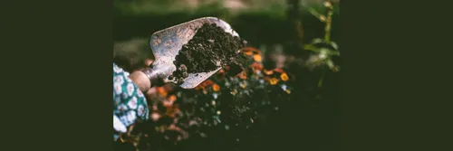 Soil bacteria