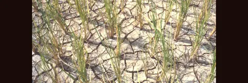 Drought affected rice plants