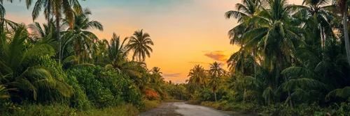 Tropical plants