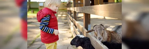 A child at a petting zoo looking at two goats poking their heads between wooden fencing