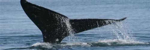 Grey whale by NOAA and Dr. Steven Swartz