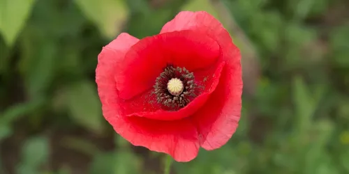 A close up picture of a poppy