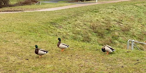 A picture of 3 ducks by a pond