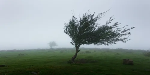 A picture of a tree blowing in the wind on a green hill