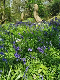 Bluebells in Houghall Woods