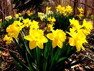 Daffodils growing wild