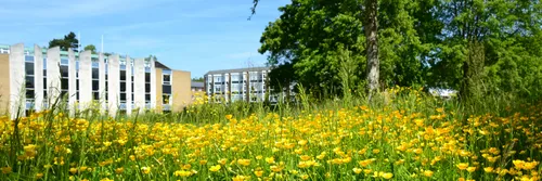 Van Mildert College with buttercups