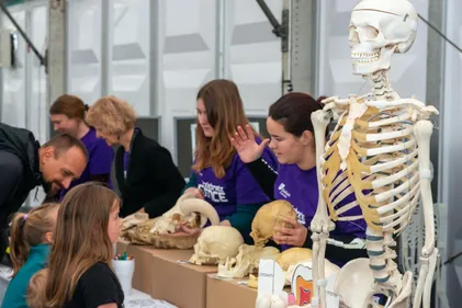 Volunteers from Archaeology in purple shirts talking to children and parents about different human and animal skulls. In the foreground is a full-size plastic teaching skeleton.