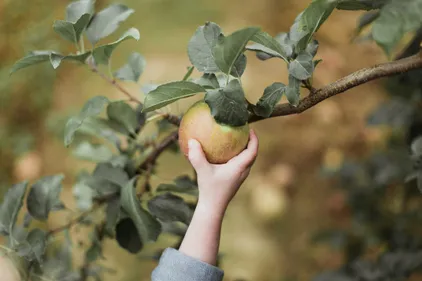 Person picking apple from a tree